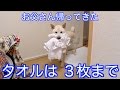 お父さん帰ってきた タオルは3枚まで