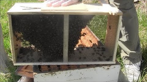 How to Install Package Honey Bees Into a Hive