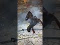 wait for the end #colliseum #eldenring #darksouls #games #mage