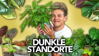 30 Zimmerpflanzen für DUNKLE STANDORTE | Joey's Jungle Plants