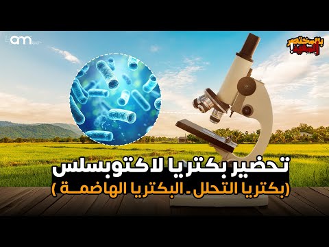 طريقة تحضير بكتريا التحلل لاكتوبسلس البكتريا الهاضمة