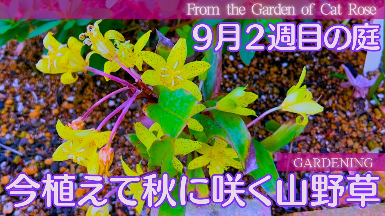 山野草セット 山野草セット エクストラパック 第42弾 ゼクス伝説 - Gaming Edition