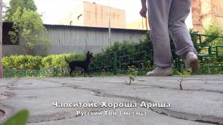 Щенки Русский Той терьер длинношерстный Помет "Х" ПРОДАНА Щенки Русский Той терьер длинношерстный Помет "Х" ПРОДАНА