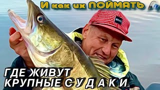 видео: КРУПНЫЙ СУДАК на КОРЯГАХ ОСЕНЬЮ. НА ЧТО, КАК и ГДЕ ЛОВИТЬ? РЫБАЛКА 30.09.2025 картинка: КРУПНЫЙ СУДАК на КОРЯГАХ ОСЕНЬЮ. НА ЧТО, КАК и ГДЕ ЛОВИТЬ? РЫБАЛКА 30.09.2025