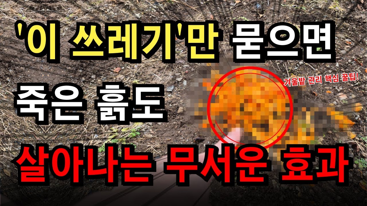 농사 끝난 겨울 밭에 '이 쓰레기'를 묻으면 죽은 흙도 살아납니다