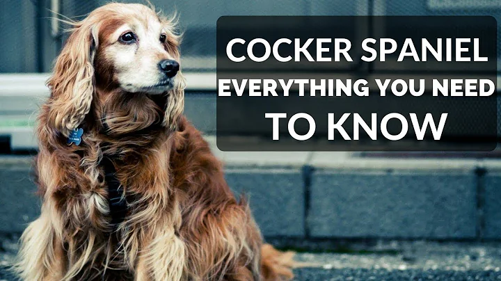 COCKER SPANIEL 101 - Everything You Need To Know About Owning A Cocker Spaniel Puppy - DayDayNews