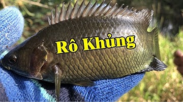 Bãi câu bí hiểm toàn cá rô khủng | giật cá rô mề liên tục thấy mê luôn | THÚ VUI MIỀN TÂY