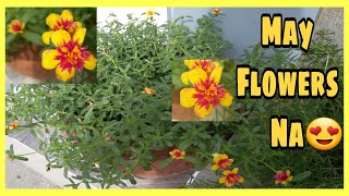 PORTULACA FLOWERS by Yolli bee 108 views 2 years ago 3 minutes, 16 seconds