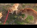 土筆を食べる柴犬ファミリー