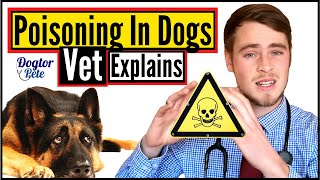 How To Treat A Poisoned Dog | Veterinarian Explains | Dogtor Pete