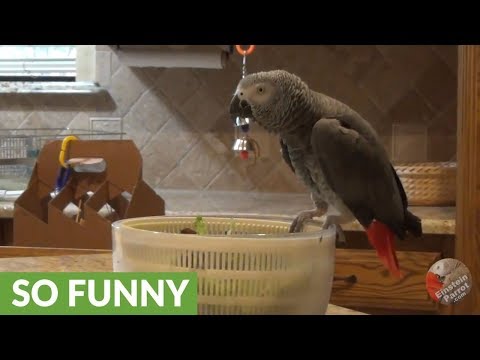 chatty-parrot-like-to-help-in-the-kitchen