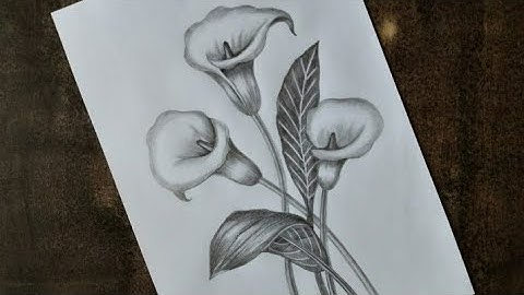 how to draw calla lily flowers & leaves  drawing with pencil shading || step by step draw  flowers