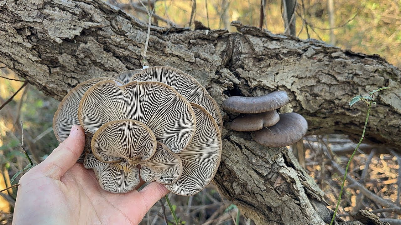 冬の河川敷できのこ狩りすればヒラタケが山程採れる