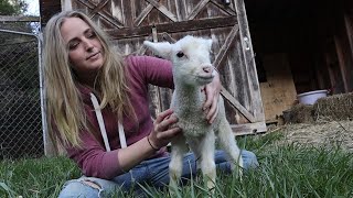 I Got Sheep! Homestead Dairy Plans - Raising East Friesian Lambs