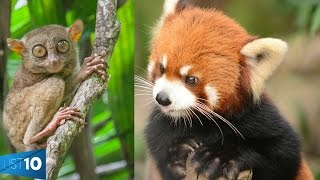 10 CRAZIEST ANIMALS You Wont Believe Actually Exist | LIST KING