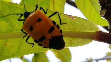 Stink Bug (look like Man Faced ) @Firsttimebyncn