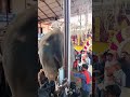 Aana 🙏 🙏 🐘#shortsfeed#shorts#elephant#aana#aanakotta#aanapremi#aanapremikal#thrissur#vadakkencherry