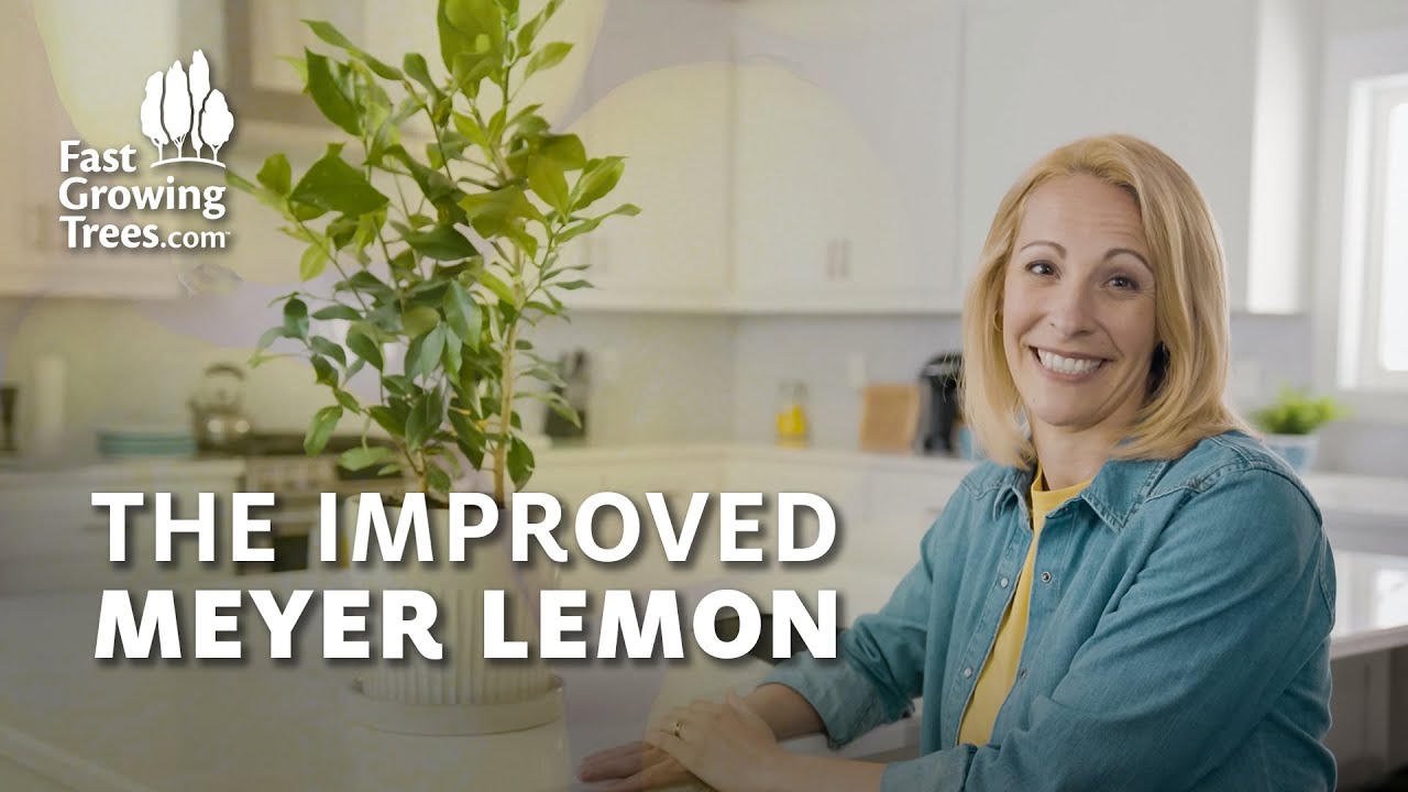 Video banner of woman with The Improved Meyer Lemon plant in a kitchen