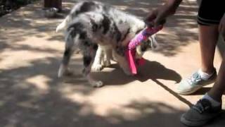 Red-Dawn Border Collies: Chilly pups by Red-Dawn Border Collies 1,130 views 12 years ago 4 minutes, 36 seconds