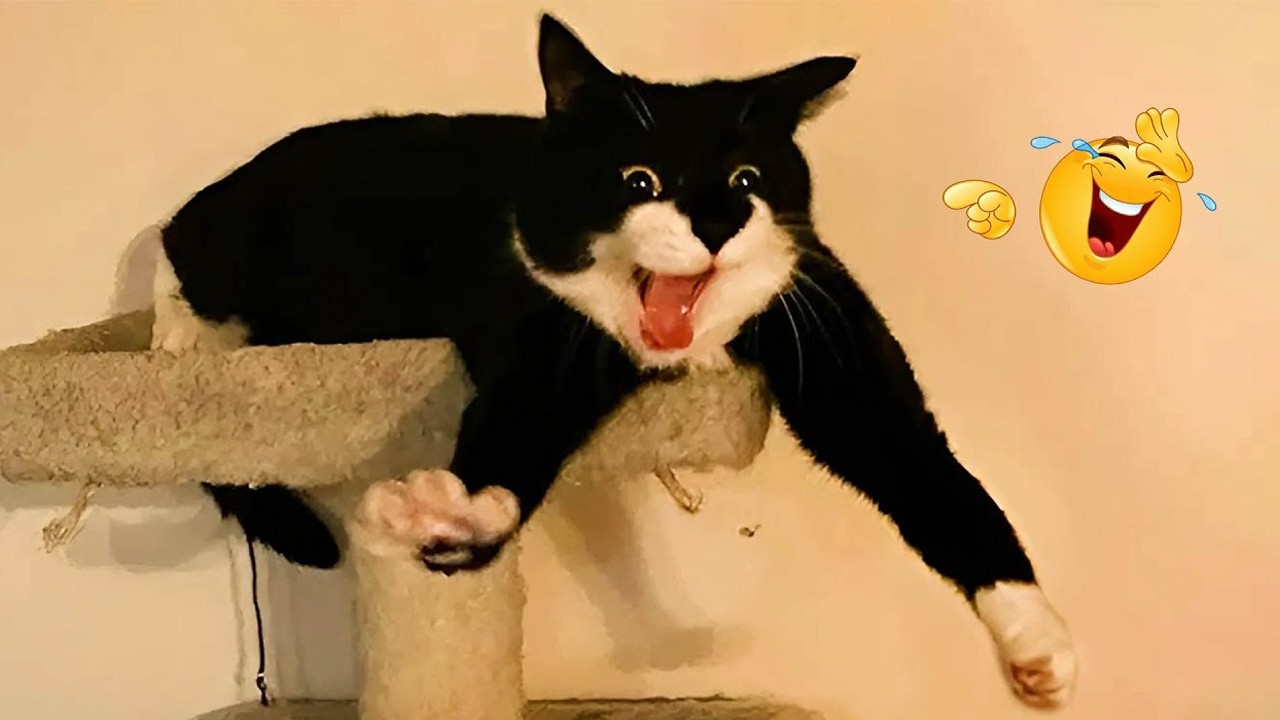 The FUNNIEST Cat Moments Ever 😂 Hilarious Cat Compilation 2026 - YouTube