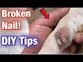 How To FIX A Dog S Broken Nail At Home American Bully