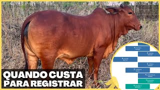 COMO E QUANTO CUSTA PARA REGISTRAR O GADO SINDI