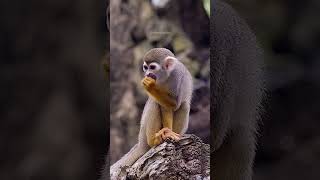Common Squirrel Monkey Eating With Both Hands Ha42062