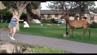 Elk Charges Tourist At The Grand Canyon