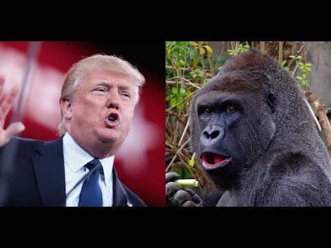 conservative synonym Dems Fall For Joke About Trump Watching ‘The Gorilla Channel’