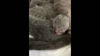 Russian Blue kittens by Ruzara Cattery 114 views 2 years ago 1 minute, 16 seconds