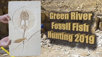 Green River Fossil Fish Hunting Compilation 2019 | Fossil Hunting in Warfield Fossil Quarry