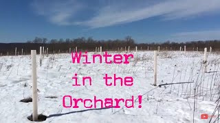 Chestnut Update #7: Winter in the young Chestnut Orchard