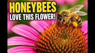 Honeybees Feeding on Beautiful Echinacea Flowers | Nature's Hardest Workers at Work