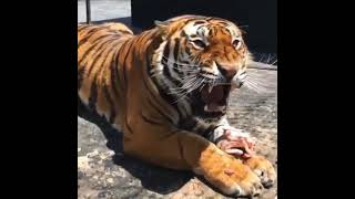 Mengerikan..‼️ Beginilah suara Harimau mengaum.. #viral #shorts #tiger #eating #animal