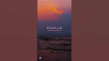 سورة النور 🤍🌹 #قرآن #قران_كريم #العرب #ناصر_القطامي #راحة_نفسية #اكسبلور #سورة_النور