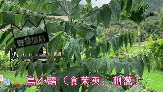 野菜皇后是刺葱終結者 