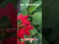 After Long time again Red Crossandra flowers in my garden 😍