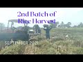 2nd Batch of Rice Harvest this September 2021