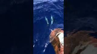 Group of Dolphins Swimming in Front of a Boat