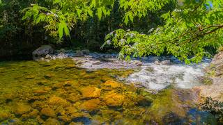 Flowing Through the Forest - South Fork Snoqualmie in 8K with Stream Sounds & Gentle Piano - #1 screenshot 3