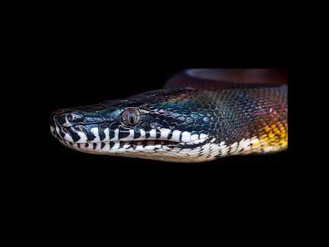 Leiopython albertisii or D'Albert's water python - YouTube