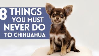 8 Things You MUST NEVER Do To Your Chihuahua  Chihuahua Care