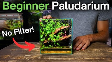 How To Make a No Filter Nano Paludarium - Beginner Tutorial