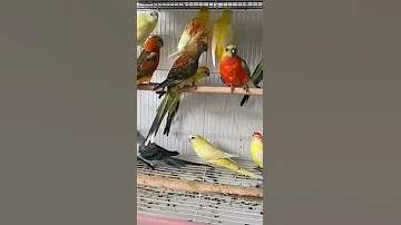 زوج ريدرام الوان مميزة 