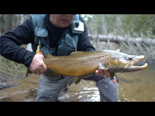 Rapture Lake Trout Fly - Yellow Jacket - Captain Chuck's II