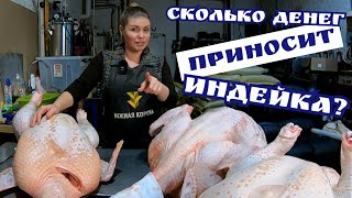 Вот это прибыль! САМАЯ ВЫГОДНАЯ ПТИЦА. Сколько можно заработать?