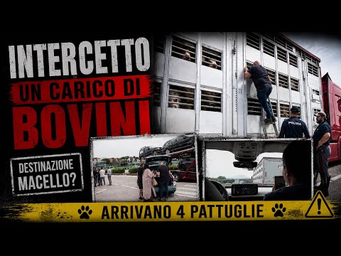 Video INSEGUIMENTO IN AUTOSTRADA IN LINEA CON IL 112
