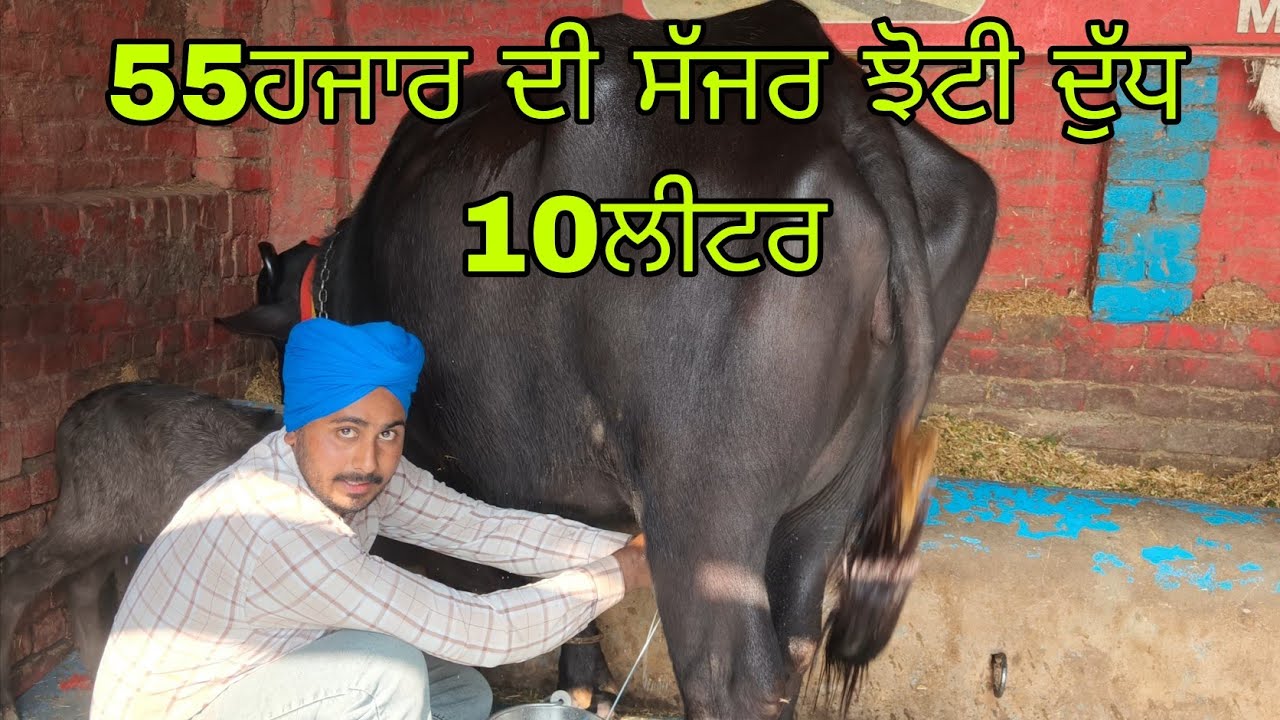 55 ਹਜ਼ਾਰ ਦੀ ਸੱਜਰ ਝੋਟੀ  ਫੋਨ ਨੰਬਰ 95012=96185#subscribemychannel 