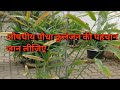 Thesehat Ayurvedicjadibuti क ल जन क प ध क पहच न ज न ए ख स गल ब ठन स वरभ ग प ट दर द 