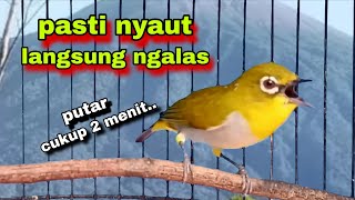 Download Lagu Pasti Nyaut‼️langsung Ngalas,Pancingan Pleci Bustomi Biar Gacor MP3